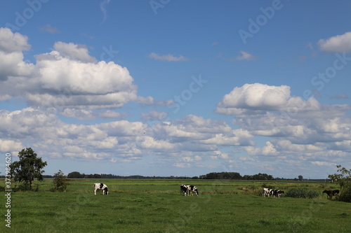 Traditional Dutch landscape with grazing cows and a beautiful blue sky with some clouds.