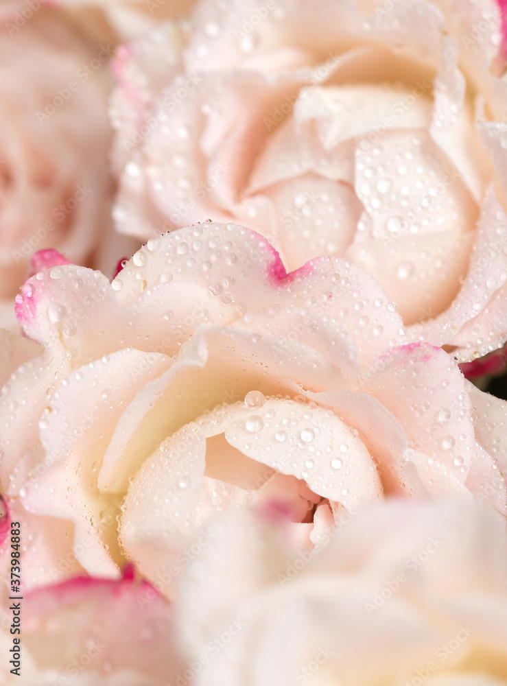 Light pink roses background Light pink roses background