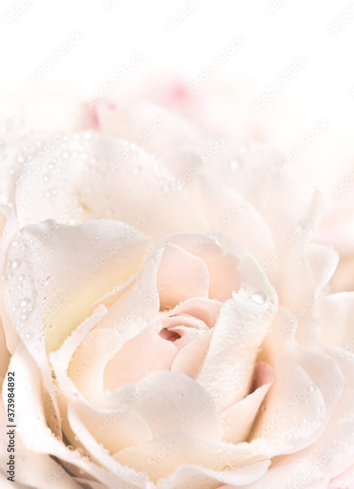 Fototapeta premium Light pink roses background
