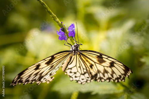Schmetterlinge ganz nah © Michael