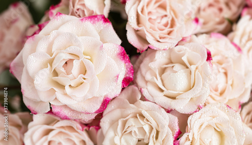 Light pink roses background