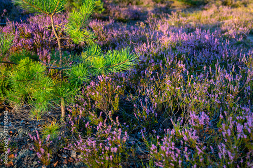 Purple moor and dunes in the forest