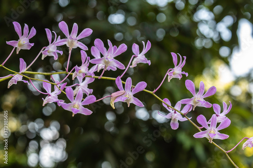 Sri Lanka, Wilpattu National Park photo