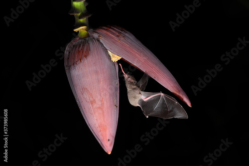 Long-tongued bat sucks nectar banana blossom black background
