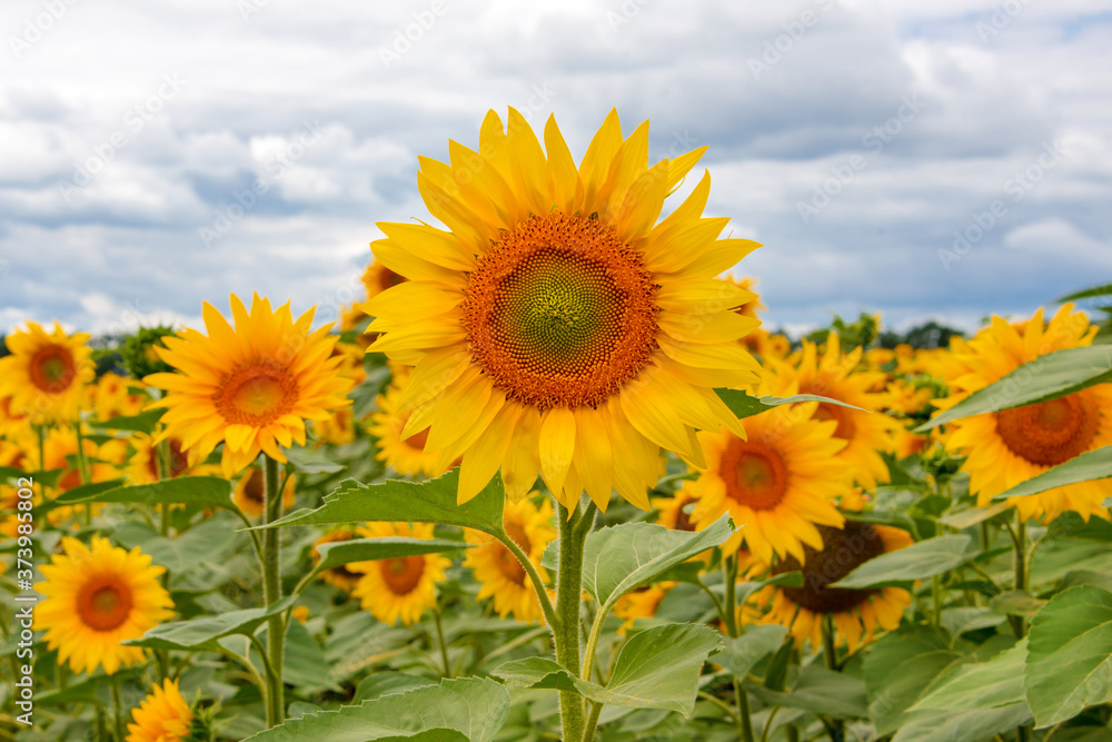 Field of sunflowers. Large common sunflowers, landscape from a sunflower farm. Orange beautiful flowers, agricultural crops. Harvest time, agriculture, oil and seeds, farming, autumn concept.