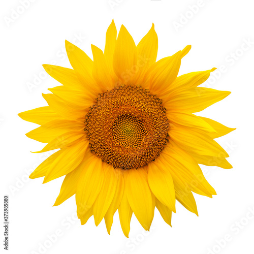 Fototapeta Naklejka Na Ścianę i Meble -  Sunflower isolated on white background. Harvest time, agriculture, oil and seeds, farming, autumn concept. Large common sunflower on white as package design element