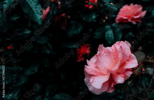 Pink blooming roses flowers in garden in evening after rain as floral botanical dark mysterious backdrop background with copy space for text        © Darya