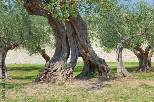 Old olive trees in the park of the castle, Castiglione del Lago in Umbria, Italy. © Composer