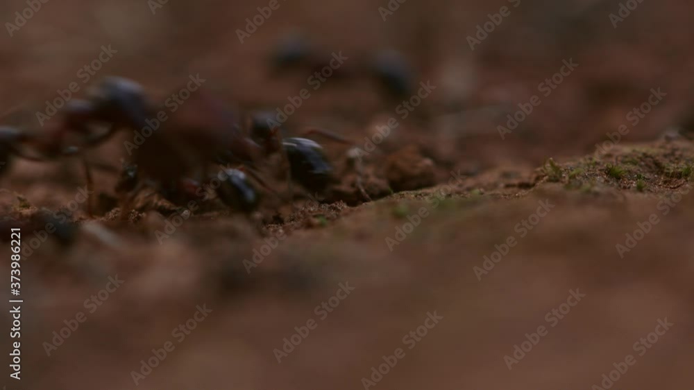 Many ants on the ground working hard Many ants on the ground working hard