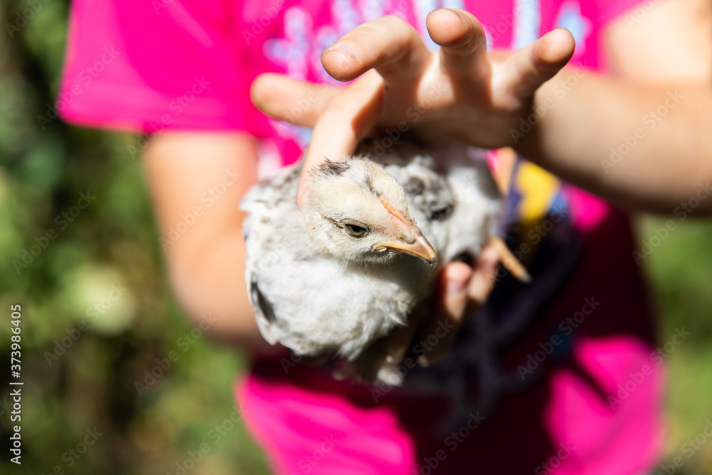 A young little chicken chicken in the hands of a girl.