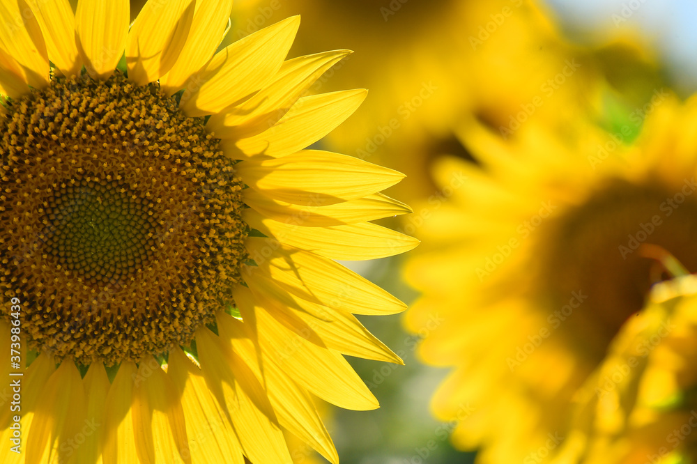 girasoles en el campo