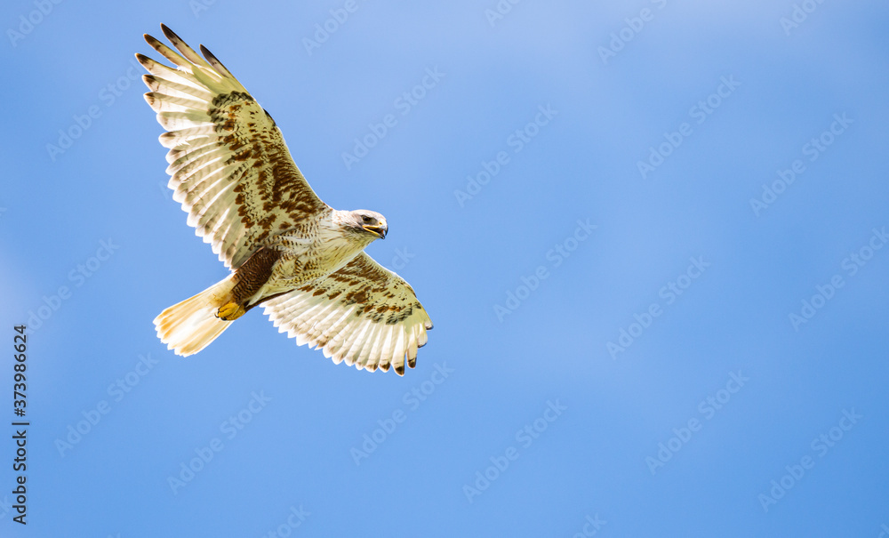 Fototapeta premium Red tailed hawk