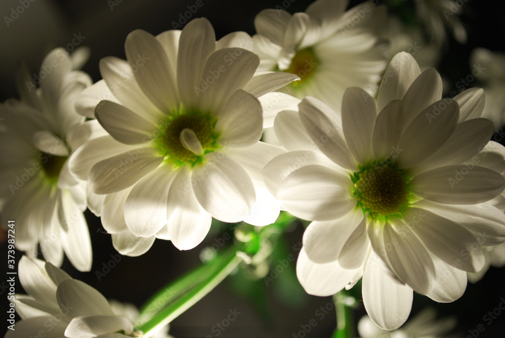 White Chrysanthemum with green parts in in artificial light at night. White Chrysanthemum with green parts in in artificial light at night.