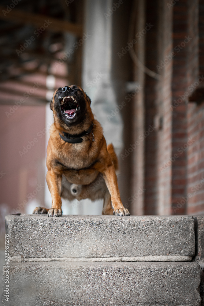 Malinois aggressive hotsell