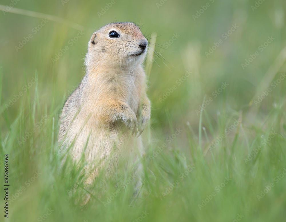 Richardson ground squirrel