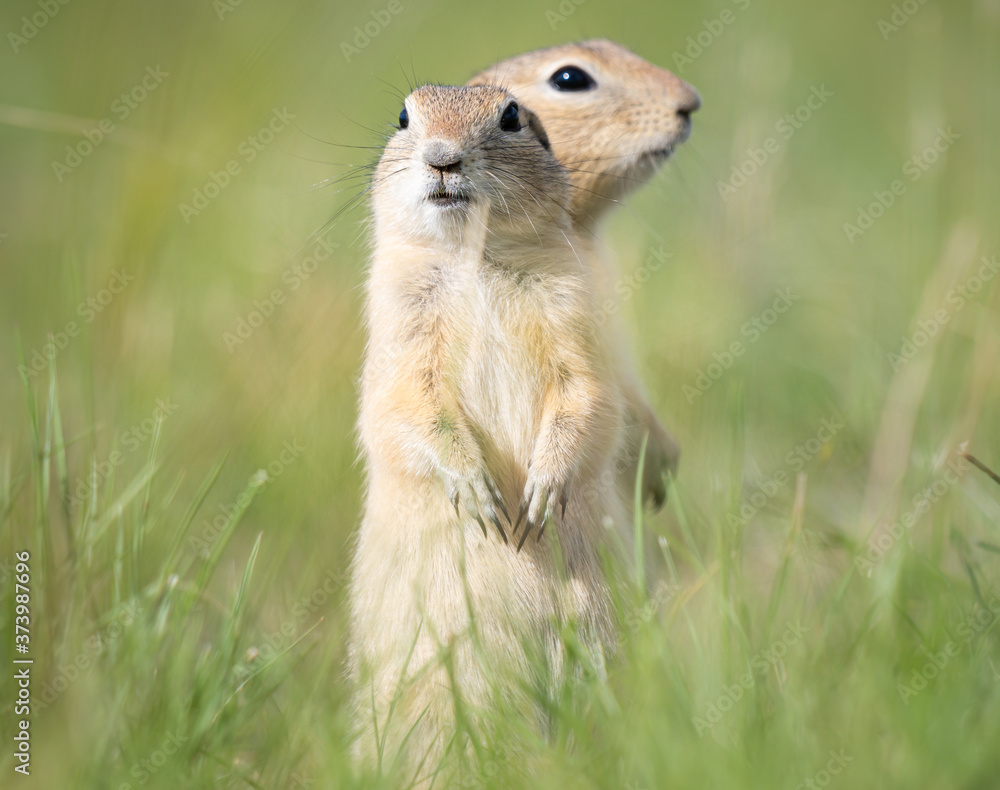 Fototapeta premium Richardson ground squirrel