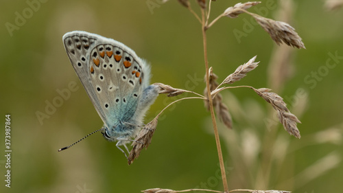 Motyl kwiat macro