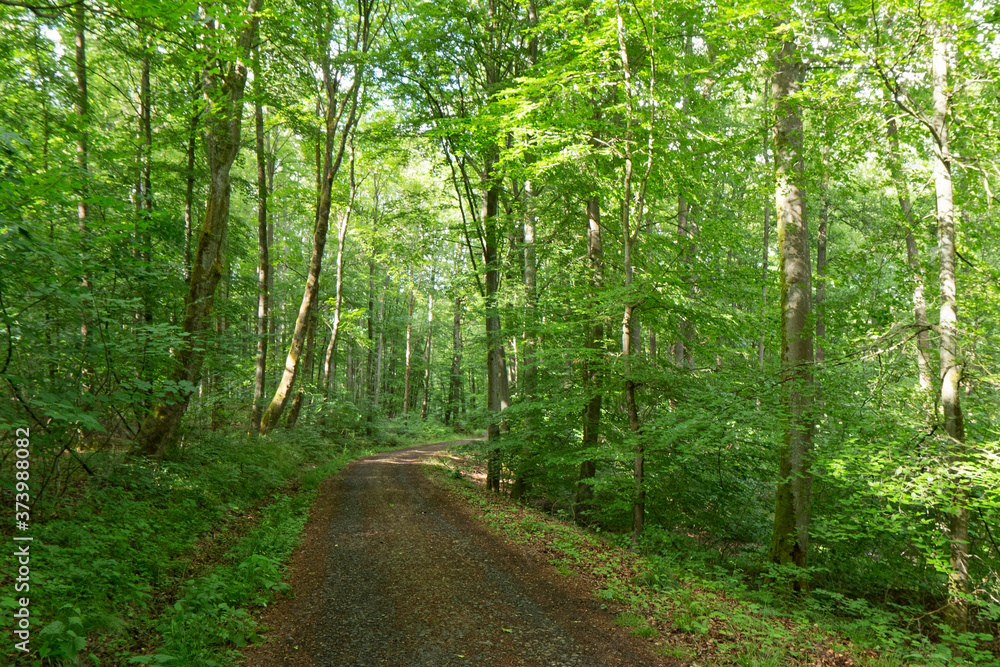 Forest Road. Forest Road.