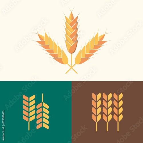 Set of vector flat design wheat, design template for organic agricultural products, harvest, grain, bakery, healthy food. 3 style variations.
