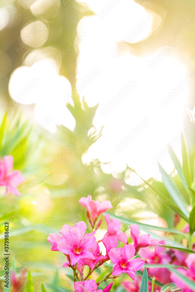 A close up of some purple flowers in Mexico with a beautiful blurred background and the morning sun shining through the trees behind them. A close up of some purple flowers in Mexico with a beautiful blurred background and the morning sun shining through the trees behind them.