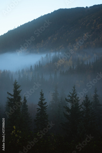 early morning fog on an alaska forest