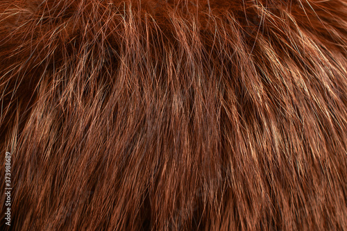 Red fur as background. Close up