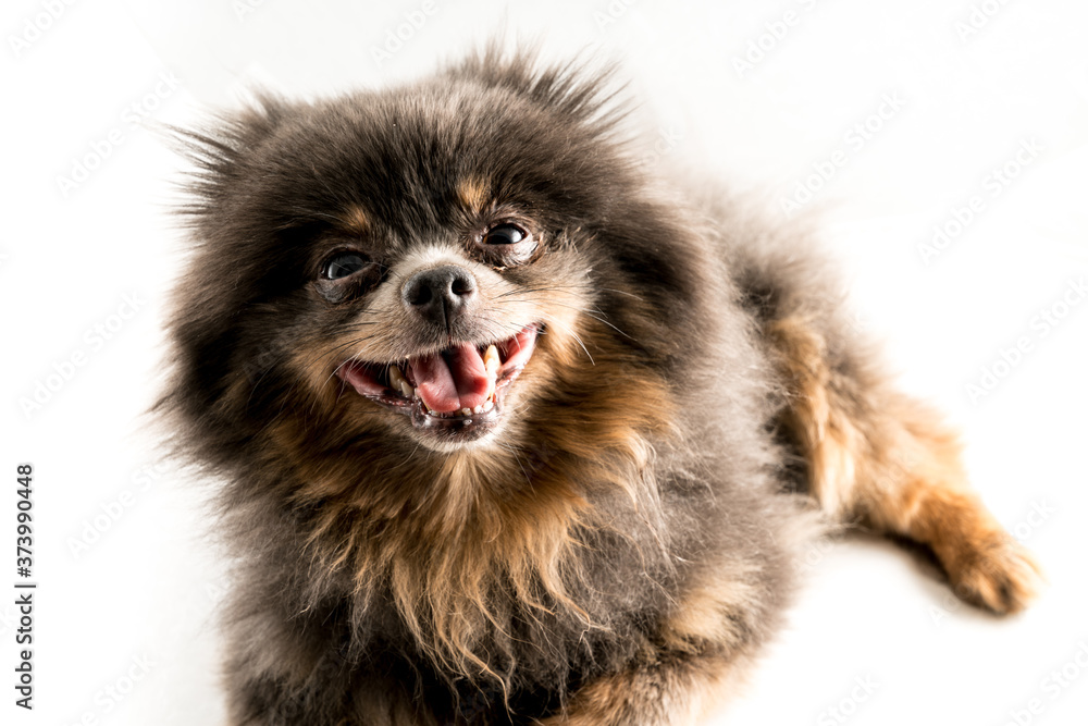 Portraits of pet dogs on white studio background Portraits of pet dogs on white studio background