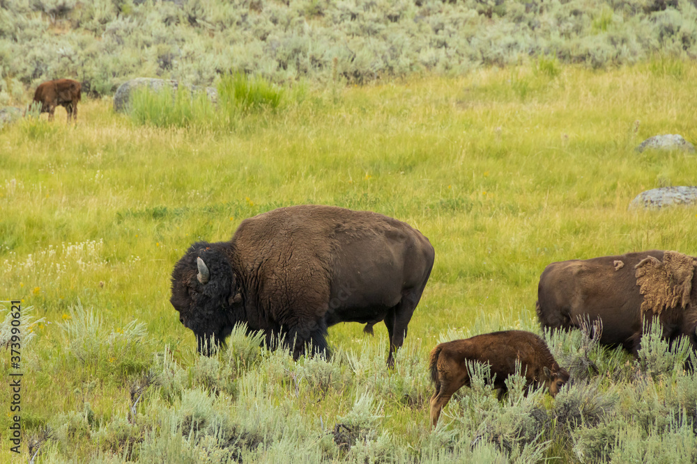 Bison herd in Yellowstone National Park Bison herd in Yellowstone National Park