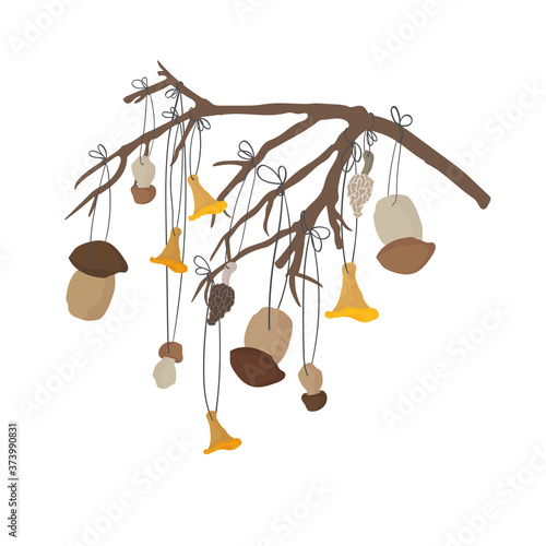 The gray mushrooms are dried on a branch. Autumn concept with hanging mushrooms. Forest mushrooms on a branch. Isolated over white background. Morchella, Boletus edulis, Cantharellus cibarius