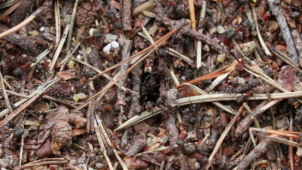 an anthill in the forest on a summer day an anthill in the forest on a summer day