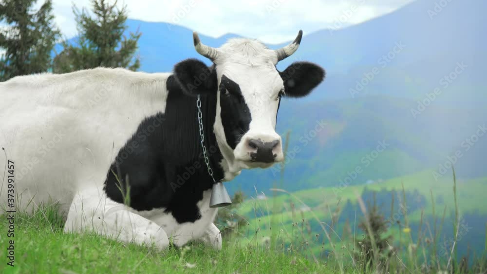 Cow mountain grass eating farm wild animal Cow mountain grass eating farm wild animal