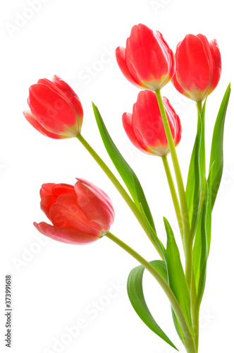 Red tulips on white isolated background