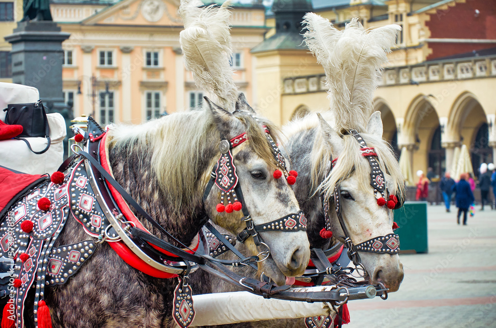 Poland. Krakow. Horse drawn carriage in Krakow. February 21, 2018