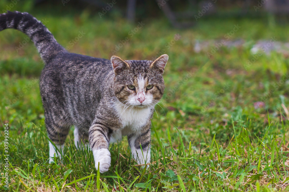 Obraz premium creeping serious cat hunter is scouting the territory interest animal cute