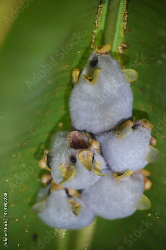 Принти на полотні Honduran white bats sleep in leaf