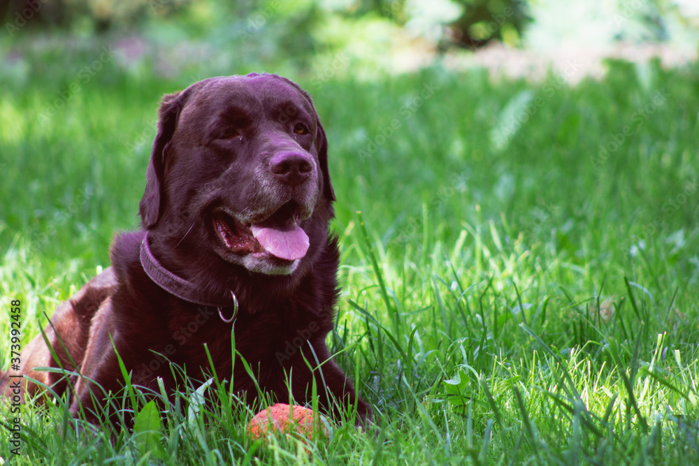 brown dog labrador in the grass for a walk  face  animal
