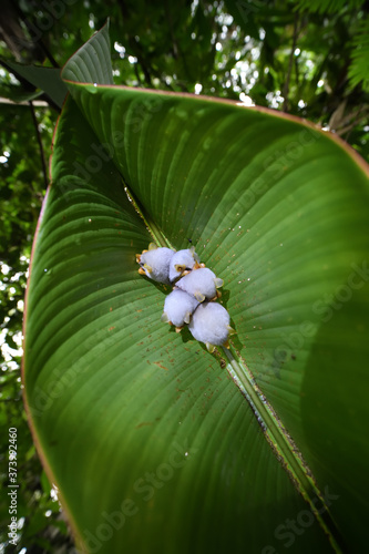 Honduran white bats sleep in leaf in forest photo