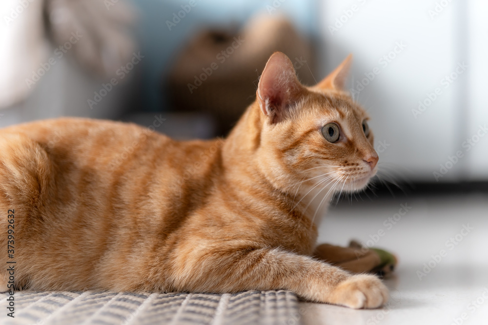 Primer plano. Gato atigrado de color marron con ojos verdes acostado sobre la alfombra