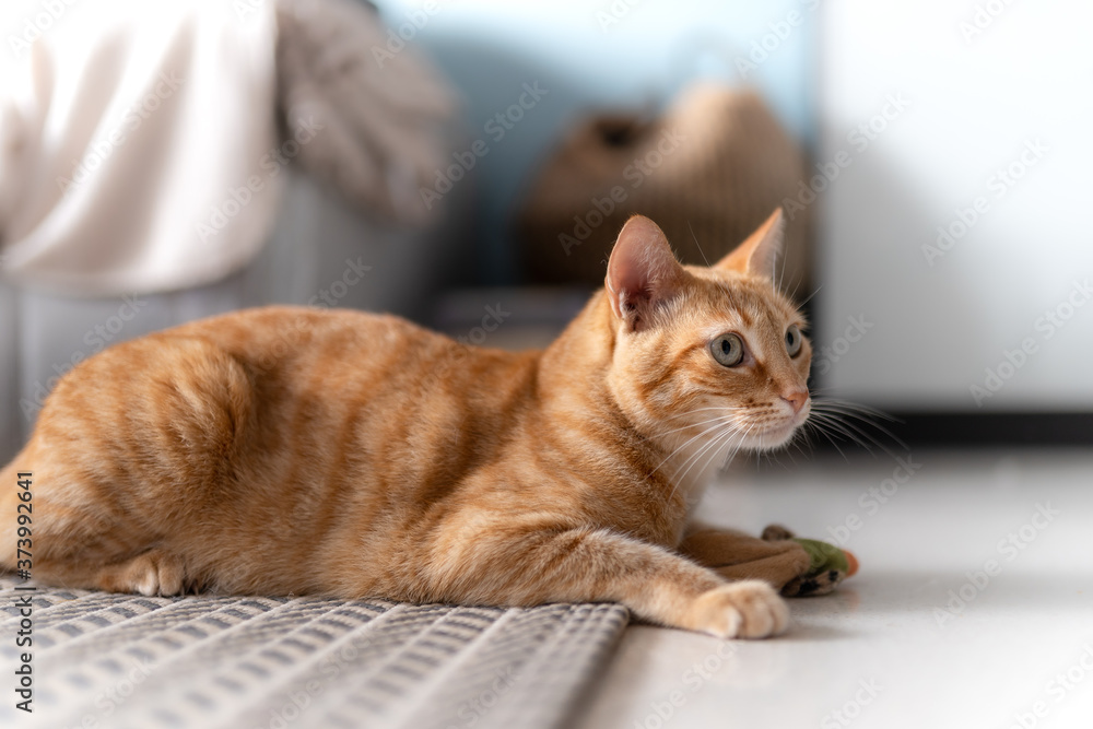  Gato atigrado de color marron con ojos verdes acostado sobre la alfombra