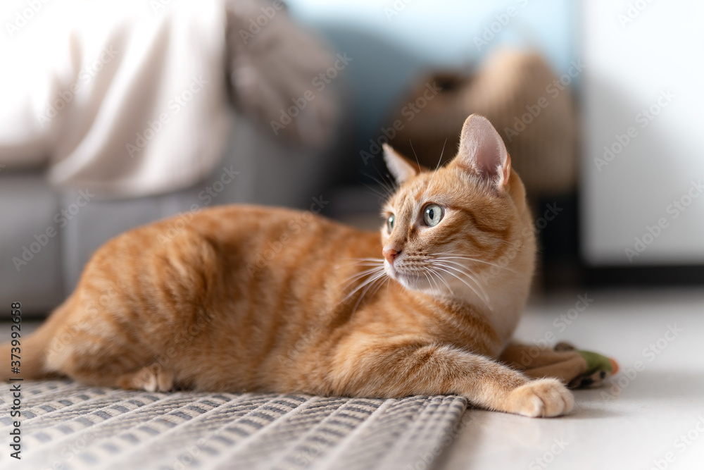 Gato atigrado de color marron con ojos verdes acostado sobre la alfombra, mira hacia atras Gato atigrado de color marron con ojos verdes acostado sobre la alfombra, mira hacia atras