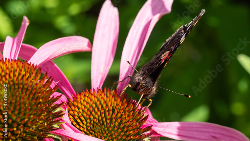 Motyl kwiat macro
