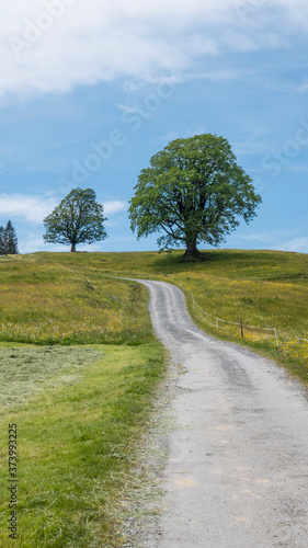 Weg durch Blumenwiese mit einzelnen Bäumen und blauen Himmel mit weißen Wolken, Landschaftsaufnahme im Hochformat