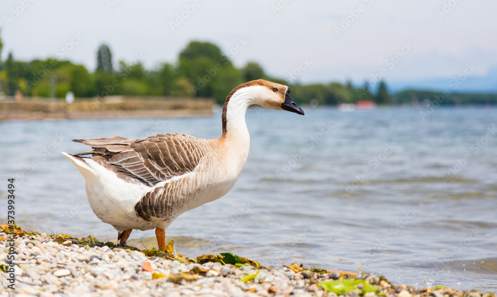 Duck near a lake in Switzerland