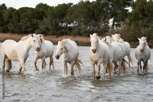 White horses in Camargue, France. © beatrice prève
