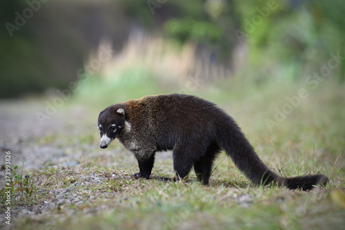 Tableau sur toile White-nosed coati is walking in green meadow