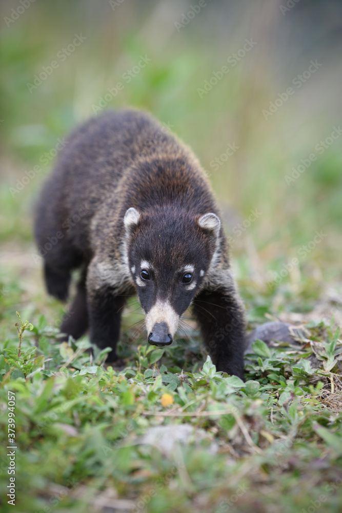 White-nosed coati is walking in green meadow White-nosed coati is walking in green meadow
