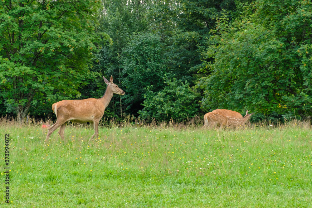 Fototapeta premium Family of deer grazing in a meadow with green grass. Deer eating in the forest. Wildlife concept 