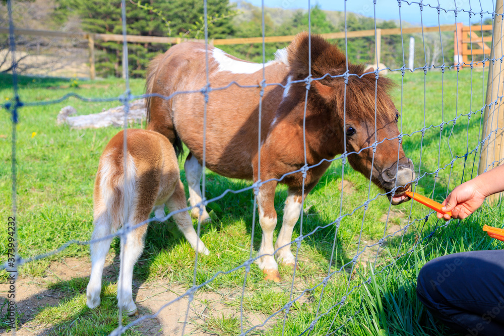 ニンジンを食べる馬 Stock Photo Adobe Stock