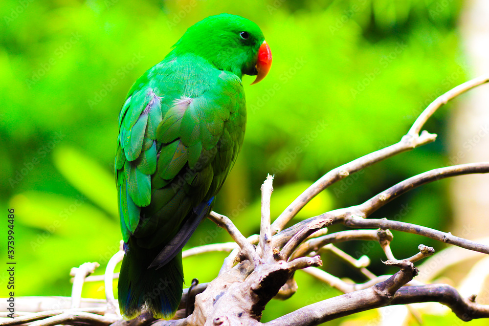 green winged macaw