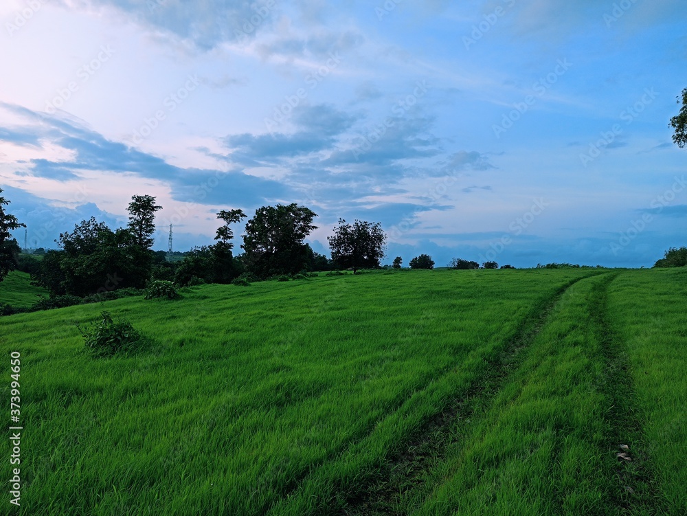 Obraz premium green field and blue sky